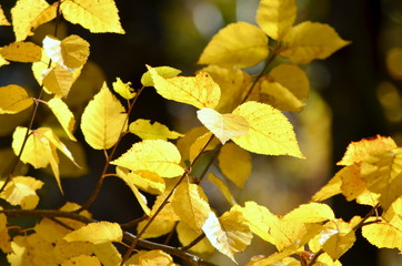 Sunlit glowing autumn leaves in India. Post-monsoon or autumn season, lasts from October to...