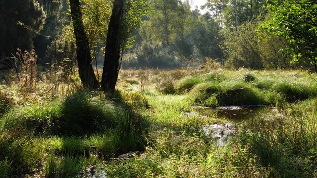 Baum in gr&uuml;ner Sommerlandschaft am Fluss / Tree in green summer landscape on a small river