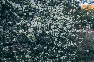 Okayama Blossom