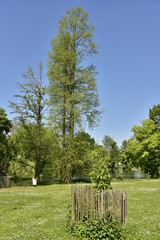 Jeune arbre entouré de bambous à l'une des pelouses du domaine provincial de Rivierenhof à Anvers