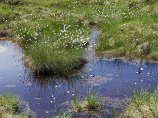 Summer landscape with cotton grass in the wilderness of Riisitunturi national park, a mountain in Lapland in Finland. Young trres on the foreground and a distant lake on the background.