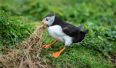 Puffin. (Fratercula arctica)  Atlantic puffin in Spring time gathering nesting material from the cliffs on the island of Lunga, West Scotland. Facing left. Copy Space. Horizontal