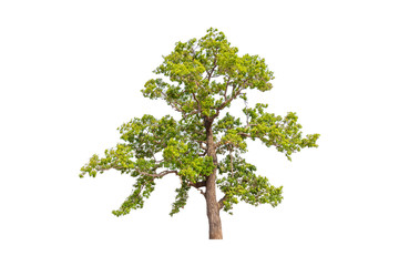Isolated single green tree with clipping path on white background