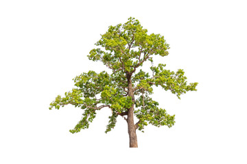 Fototapeta premium Isolated single green tree with clipping path on white background