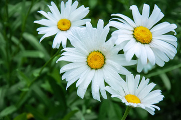 Fototapeta premium background with flower white large Daisy with place for your text