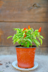 Red pepper in flowerpot