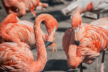 A flock of flamingos close up close in nature.
