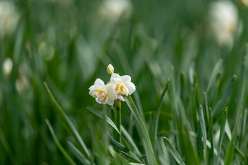 Narcissus daffodil flower