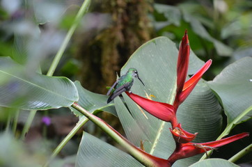 Heliconia Hummingbird
