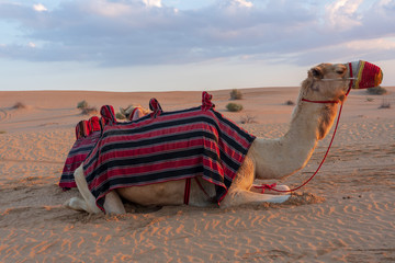 Camel at the desert