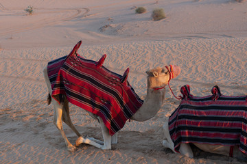 Camel On Knees