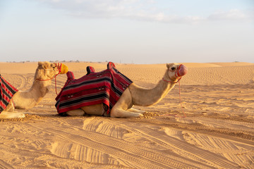 Camel at the desert