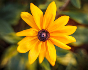 yellow flower