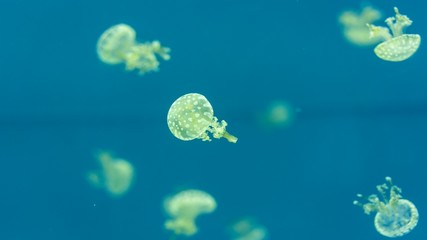 Obraz na płótnie Canvas Small Yellow Jellyfish