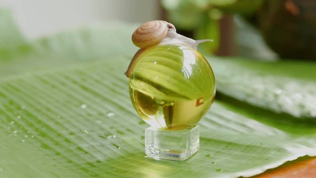 a snail is crawling in circles on a dry coconut, a snail is crawling on a yellow ball, two snails are crawling on a palm tree leaf.