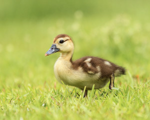 muscovy duckling in grass