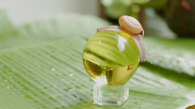 a snail is crawling in circles on a dry coconut, a snail is crawling on a yellow ball, two snails are crawling on a palm tree leaf.