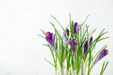 Blue crocuses isolated on a white background