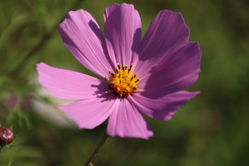 The flower of the field.