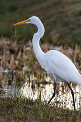 white egret with fish in mouth