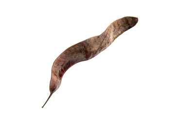 Acacia seeds pod isolated on white background