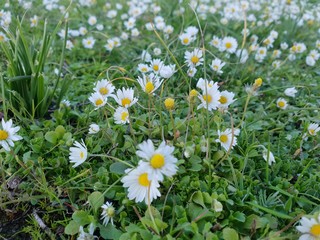 Daisy flowers in the mountain