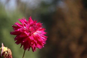 THE ASTERACEAE FAMILY. 