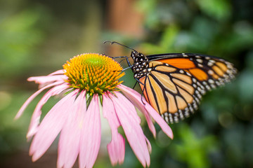 Monarch Butterfly on pink flower
