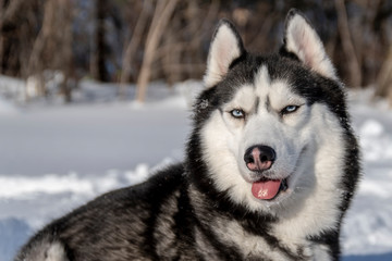 Husky dog in winter forest. Black and white Siberian husky with blue eyes on snow.
