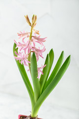 Light pink hyacinth flower