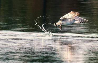 seagull taking flight from water