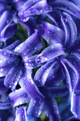 Dew over blue hyacinth flowers