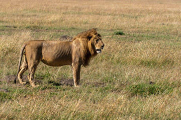 A male lion sitting relaxedly in the plains of Africa inside Masai Mara National Park during a wildlife safari