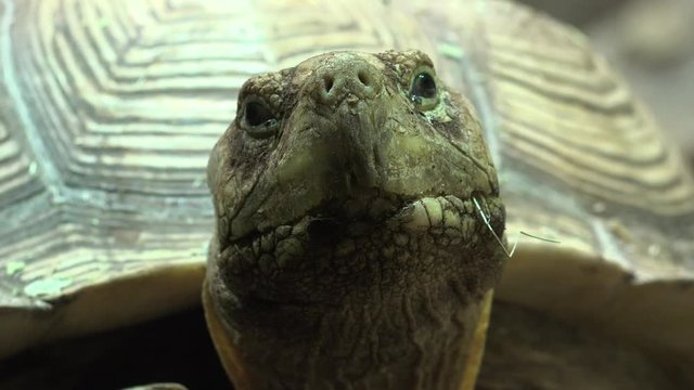 A Turtle Or Tortoise