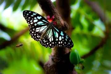 The butterfly in its  natural habitat