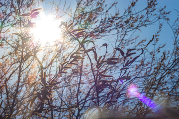 macro nature willow bud hanging against the spring sun