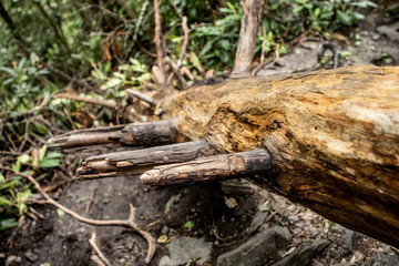 Obraz premium wet fallen mountain tree