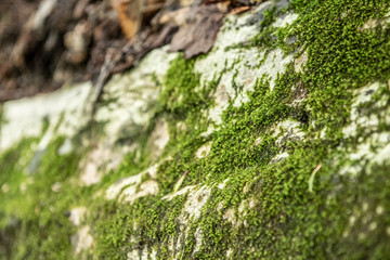 green mountain rock moss