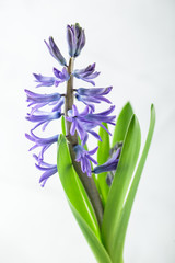 Light lue hyacinth flower