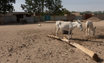 Two white donkeys search the village square in an African village for the sparse food.
