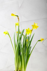 Wellow daffodils flowers