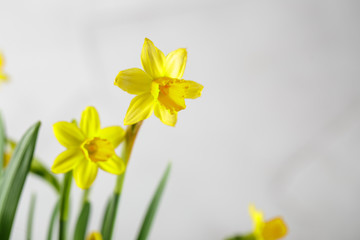 Fototapeta na wymiar Wellow daffodils flowers