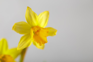 Wellow daffodils flowers