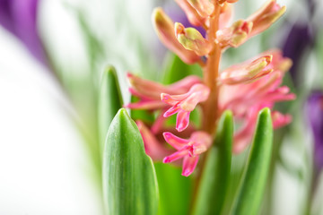 Light pink hyacinth flower