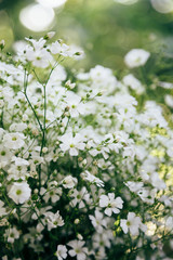 Little white flowers of Gypsophila on a green bokeh background, sunny day. Bunch of flowers