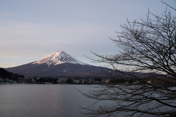 Fuji monutain in late winter with dry branch
