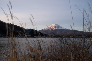 Fuji monutain in late winter with dry grass in the foreground
