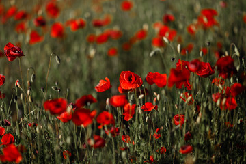 Beautiful red poppies in summer with green grass and sunny weather