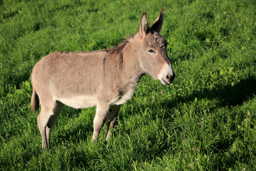 Naklejka na ściany i meble Hausesel (Equus asinus asinus) auf Weide