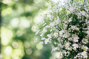 Little white flowers of Gypsophila on a green bokeh background, sunny day. Bunch of flowers